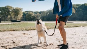 Side view of crop anonymous man with ball training West Siberian Laika on sandy land